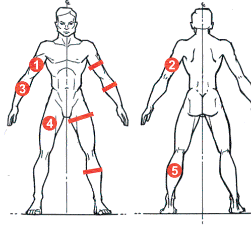 Determination of muscle mass